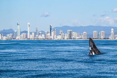 Gold Coast whale watching cruise parting from Surfers Paradise
